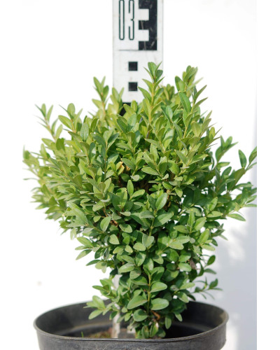 Самшит вічнозелений Суффрутікоза | Самшит вечнозеленый Суффрутикоза | Buxus sempervirens Suffruticosa