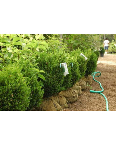 Самшит вічнозелений Суффрутікоза | Самшит вечнозеленый Суффрутикоза | Buxus sempervirens Suffruticosa