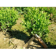 Самшит вічнозелений Суффрутікоза | Самшит вечнозеленый Суффрутикоза | Buxus sempervirens Suffruticosa