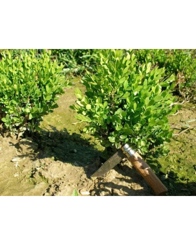 Самшит вічнозелений Суффрутікоза | Самшит вечнозеленый Суффрутикоза | Buxus sempervirens Suffruticosa