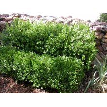Самшит вічнозелений Суффрутікоза | Самшит вечнозеленый Суффрутикоза | Buxus sempervirens Suffruticosa