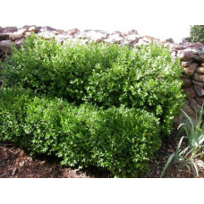 Самшит вічнозелений Суффрутікоза | Самшит вечнозеленый Суффрутикоза | Buxus sempervirens Suffruticosa
