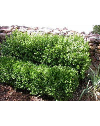 Самшит вічнозелений Суффрутікоза | Самшит вечнозеленый Суффрутикоза | Buxus sempervirens Suffruticosa