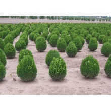 Самшит вічнозелений Суффрутікоза | Самшит вечнозеленый Суффрутикоза | Buxus sempervirens Suffruticosa