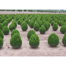 Самшит вічнозелений Суффрутікоза | Самшит вечнозеленый Суффрутикоза | Buxus sempervirens Suffruticosa