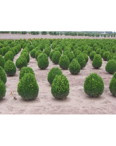 Самшит вічнозелений Суффрутікоза | Самшит вечнозеленый Суффрутикоза | Buxus sempervirens Suffruticosa