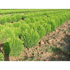 Самшит вічнозелений Суффрутікоза | Самшит вечнозеленый Суффрутикоза | Buxus sempervirens Suffruticosa