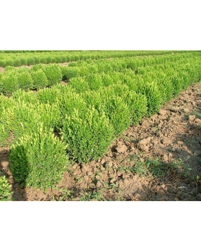 Самшит вічнозелений Суффрутікоза | Самшит вечнозеленый Суффрутикоза | Buxus sempervirens Suffruticosa