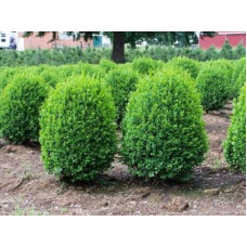 Самшит вічнозелений Суффрутікоза | Самшит вечнозеленый Суффрутикоза | Buxus sempervirens Suffruticosa