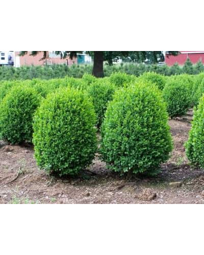 Самшит вічнозелений Суффрутікоза | Самшит вечнозеленый Суффрутикоза | Buxus sempervirens Suffruticosa