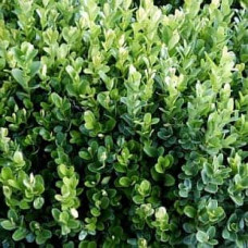 Самшит вічнозелений Суффрутікоза | Самшит вечнозеленый Суффрутикоза | Buxus sempervirens Suffruticosa