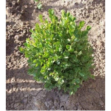 Самшит вічнозелений Суффрутікоза | Самшит вечнозеленый Суффрутикоза | Buxus sempervirens Suffruticosa