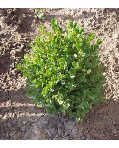 Самшит вічнозелений Суффрутікоза | Самшит вечнозеленый Суффрутикоза | Buxus sempervirens Suffruticosa