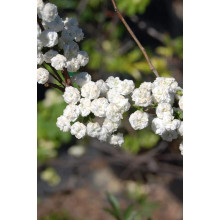 Спірея сливолиста Плена | Спирея сливолистная Плена | Spiraea prunifolia Plena