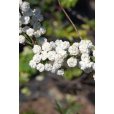 Спірея сливолиста Плена | Спирея сливолистная Плена | Spiraea prunifolia Plena