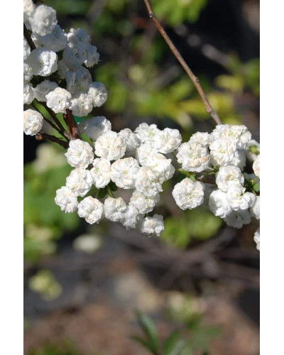 Спірея сливолиста Плена | Спирея сливолистная Плена | Spiraea prunifolia Plena