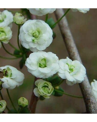 Спірея сливолиста Плена | Спирея сливолистная Плена | Spiraea prunifolia Plena