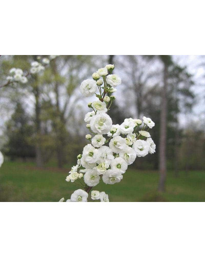 Спірея сливолиста Плена | Спирея сливолистная Плена | Spiraea prunifolia Plena