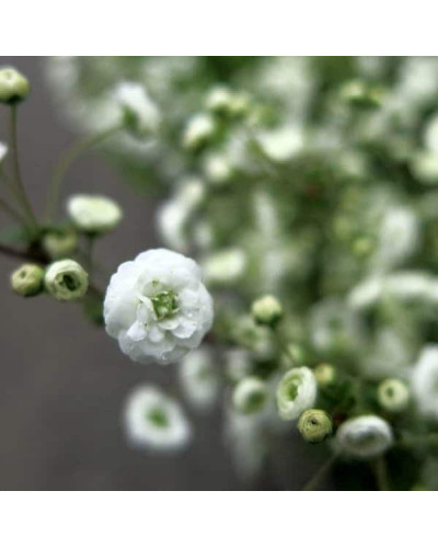 Спірея сливолиста Плена | Спирея сливолистная Плена | Spiraea prunifolia Plena
