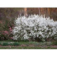 Спірея сливолиста Плена | Спирея сливолистная Плена | Spiraea prunifolia Plena
