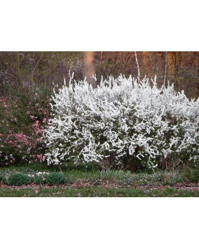 Спірея сливолиста Плена | Спирея сливолистная Плена | Spiraea prunifolia Plena