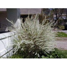 Спірея сливолиста Плена | Спирея сливолистная Плена | Spiraea prunifolia Plena