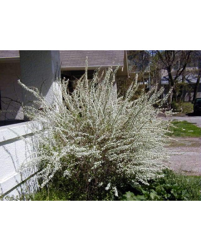 Спірея сливолиста Плена | Спирея сливолистная Плена | Spiraea prunifolia Plena
