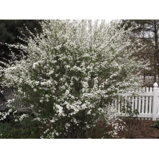 Спірея сливолиста Плена | Спирея сливолистная Плена | Spiraea prunifolia Plena