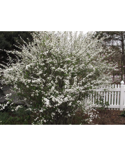 Спірея сливолиста Плена | Спирея сливолистная Плена | Spiraea prunifolia Plena