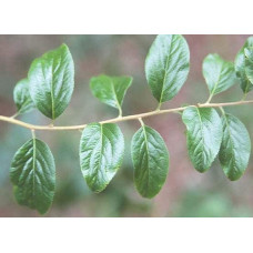 Спірея сливолиста Плена | Спирея сливолистная Плена | Spiraea prunifolia Plena