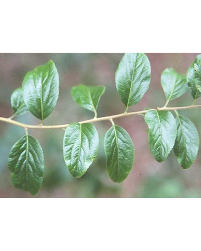 Спірея сливолиста Плена | Спирея сливолистная Плена | Spiraea prunifolia Plena