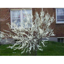 Спірея сливолиста Плена | Спирея сливолистная Плена | Spiraea prunifolia Plena