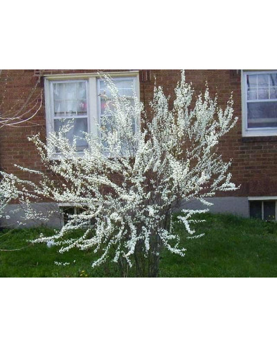Спірея сливолиста Плена | Спирея сливолистная Плена | Spiraea prunifolia Plena