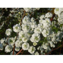 Спірея сливолиста Плена | Спирея сливолистная Плена | Spiraea prunifolia Plena