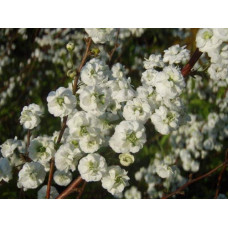 Спірея сливолиста Плена | Спирея сливолистная Плена | Spiraea prunifolia Plena