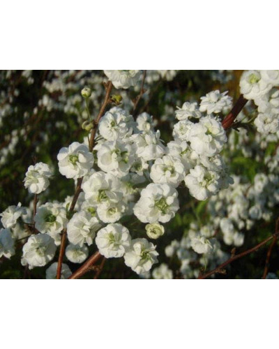 Спірея сливолиста Плена | Спирея сливолистная Плена | Spiraea prunifolia Plena