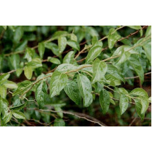 Спірея сливолиста Плена | Спирея сливолистная Плена | Spiraea prunifolia Plena