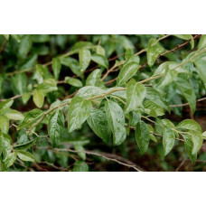 Спірея сливолиста Плена | Спирея сливолистная Плена | Spiraea prunifolia Plena