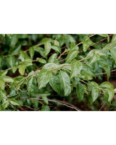 Спірея сливолиста Плена | Спирея сливолистная Плена | Spiraea prunifolia Plena