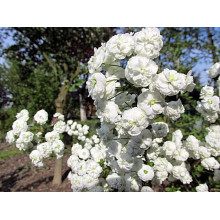 Спірея сливолиста Плена | Спирея сливолистная Плена | Spiraea prunifolia Plena