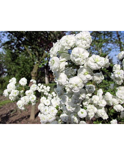 Спірея сливолиста Плена | Спирея сливолистная Плена | Spiraea prunifolia Plena