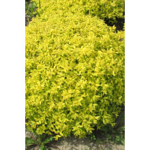 Спірея японська Голден Карпет | Спирея японская Голден Карпет | Spiraea japonica Golden Carpet