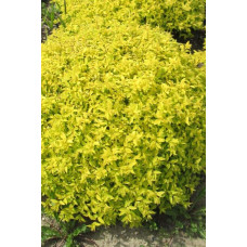 Спірея японська Голден Карпет | Спирея японская Голден Карпет | Spiraea japonica Golden Carpet