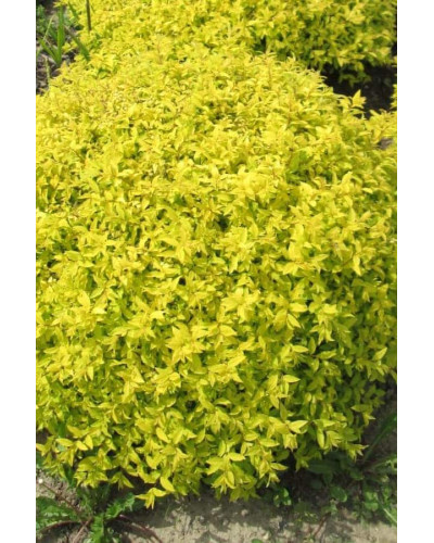 Спірея японська Голден Карпет | Спирея японская Голден Карпет | Spiraea japonica Golden Carpet