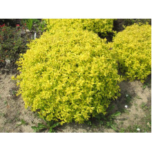 Спірея японська Голден Карпет | Спирея японская Голден Карпет | Spiraea japonica Golden Carpet