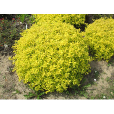 Спірея японська Голден Карпет | Спирея японская Голден Карпет | Spiraea japonica Golden Carpet