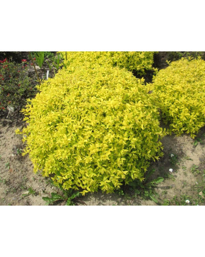 Спірея японська Голден Карпет | Спирея японская Голден Карпет | Spiraea japonica Golden Carpet