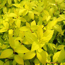 Спірея японська Голден Карпет | Спирея японская Голден Карпет | Spiraea japonica Golden Carpet