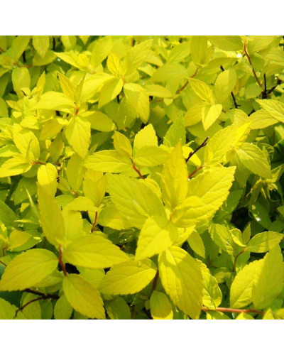 Спірея японська Голден Карпет | Спирея японская Голден Карпет | Spiraea japonica Golden Carpet