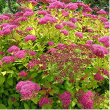 Спірея японська Голден Карпет | Спирея японская Голден Карпет | Spiraea japonica Golden Carpet